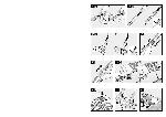 User manual BOSCH BSG-81885 